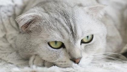 开云体育网站入口-东亚杯中国足球惨败 球员状态不稳定，东亚杯中国队